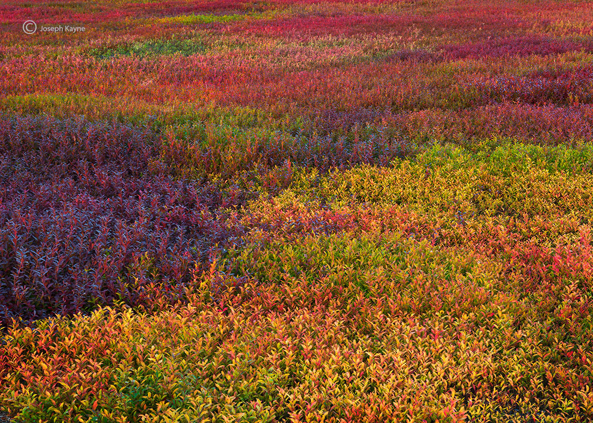 Wild Blueberry Field, Maine