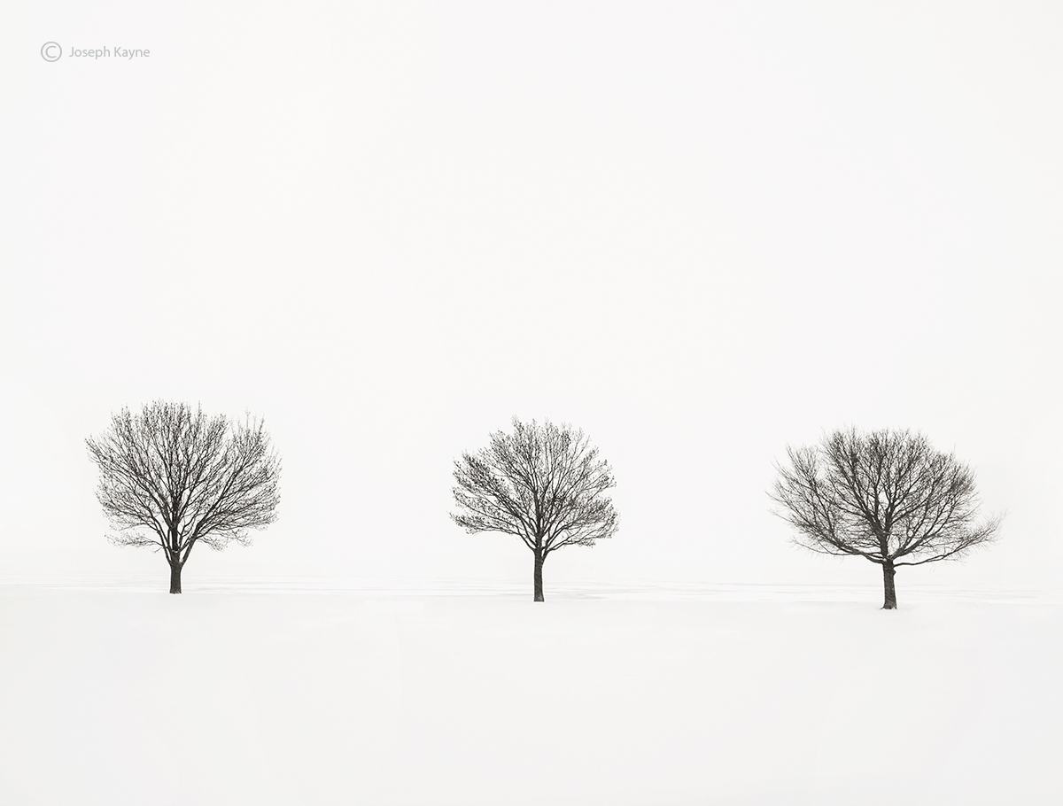 Trees Along The Shoreline Of Frozen Lake Michigan During A Polar Vortex