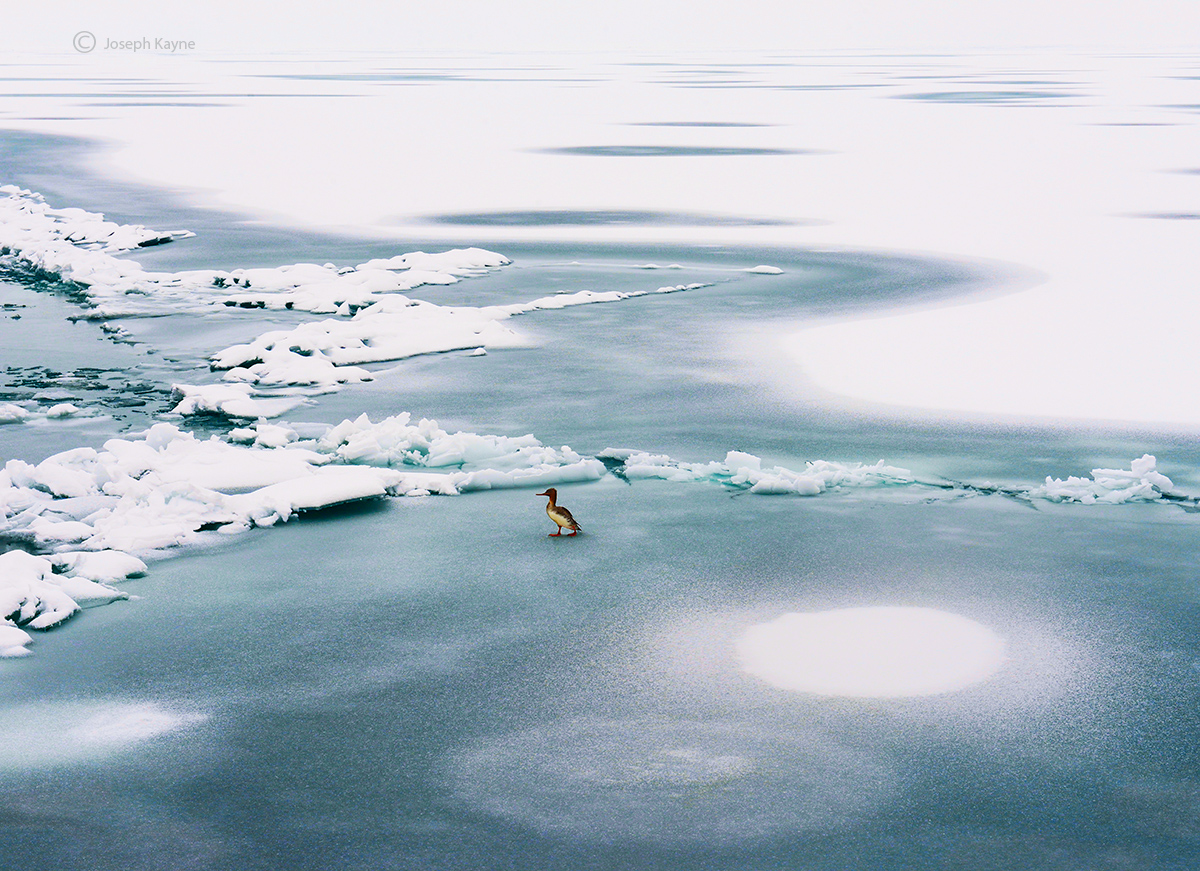 A Lone Merganser On Frozen Lake Michigan