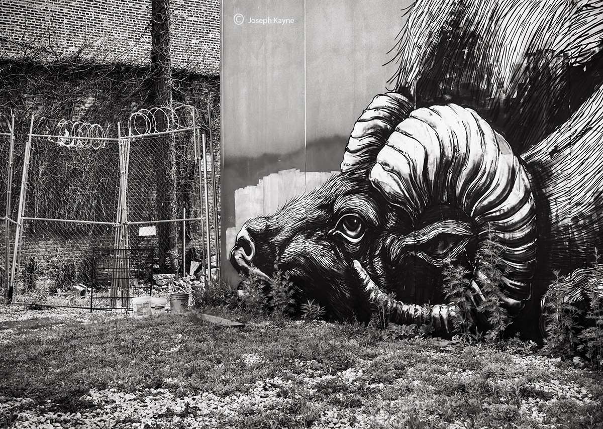 Chicago Street Art By ROA