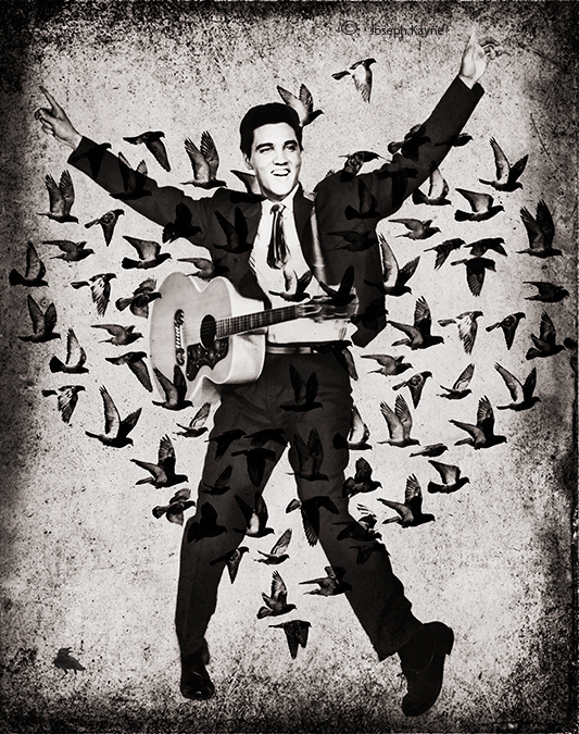 Elvis, The Pop Art Project