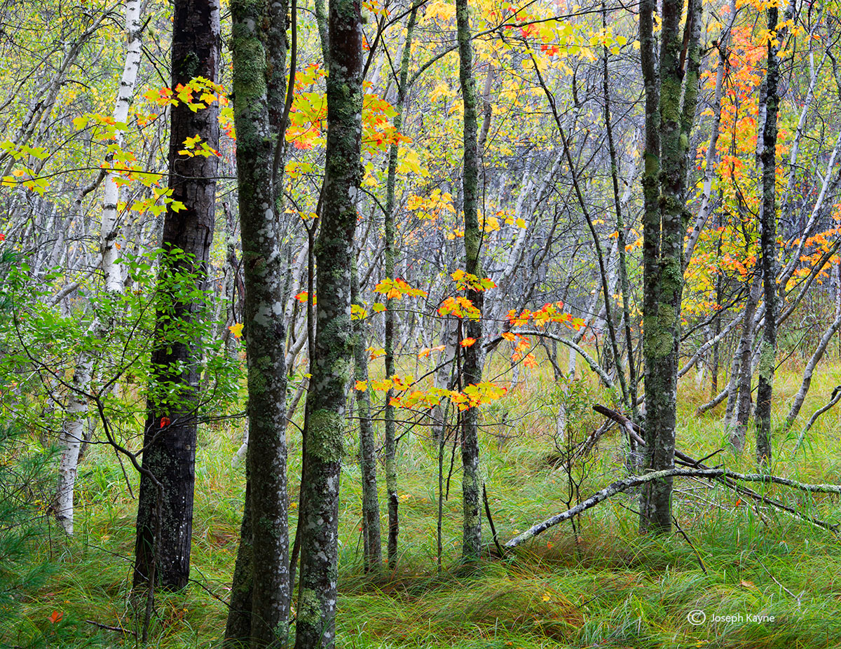 Autumn Forest, Acadia National Park, Maine