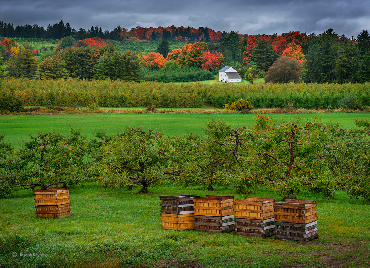 Vermont Apple Orchard, Autumn