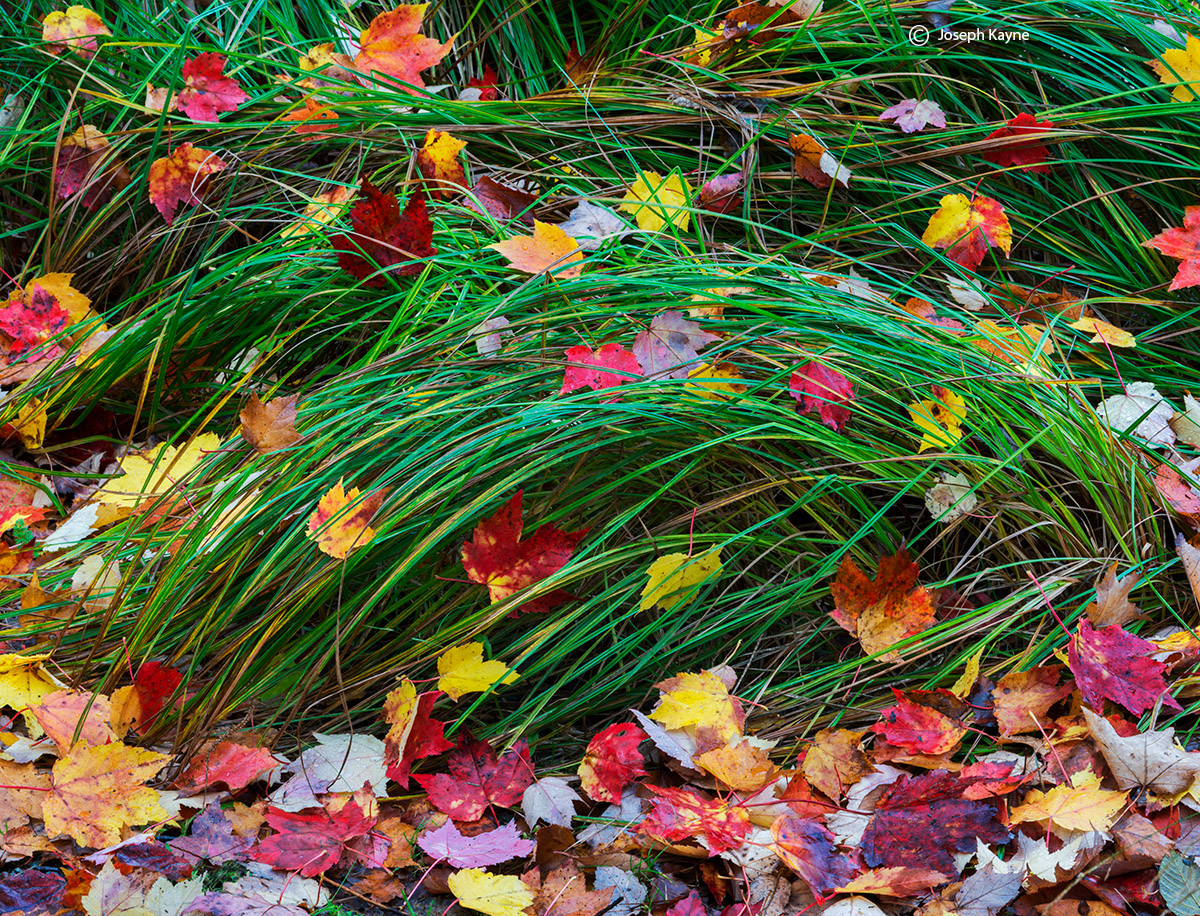 Autumn Leaves &amp; Grasses, Acadia National Park, Maine