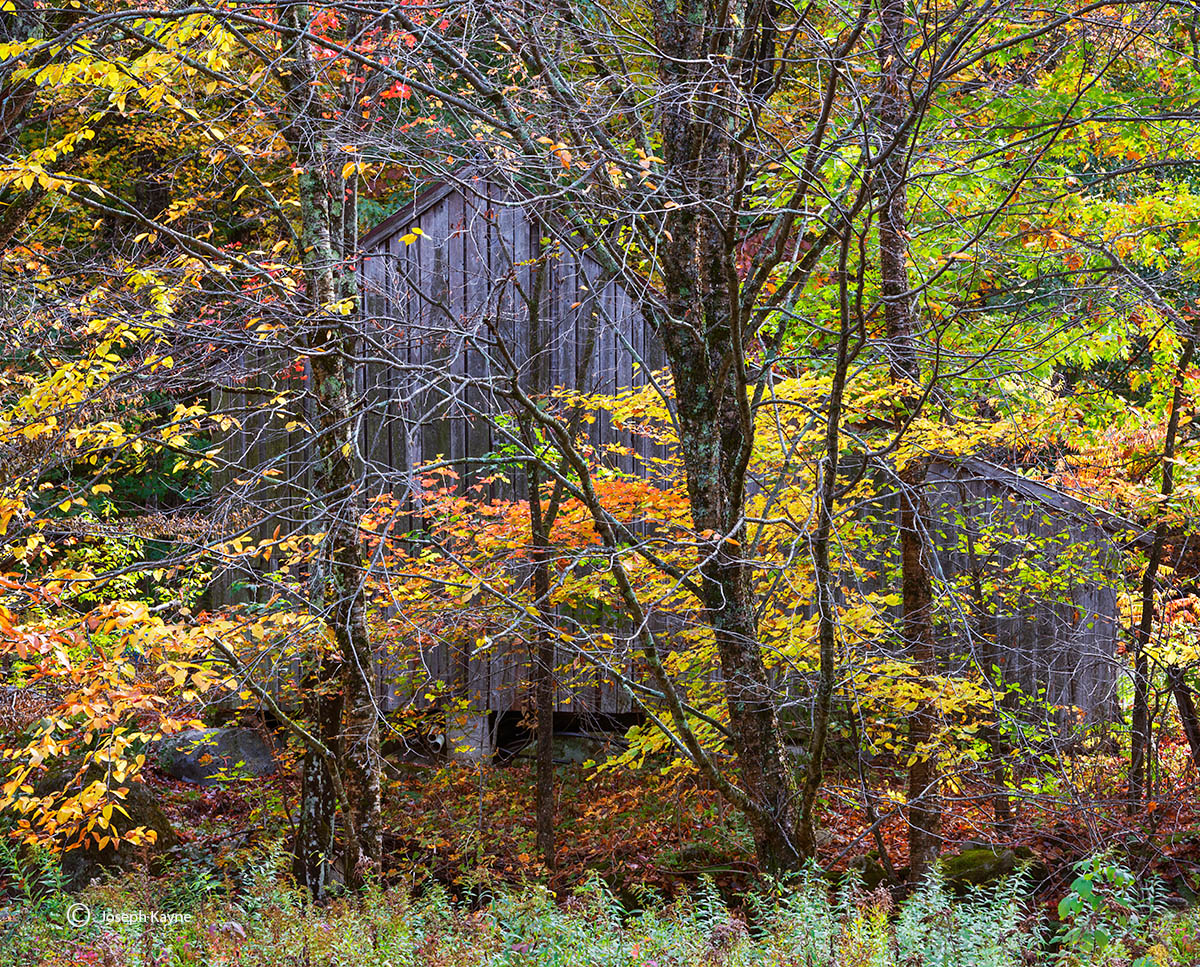New England Barn Amongst Fall Foliage