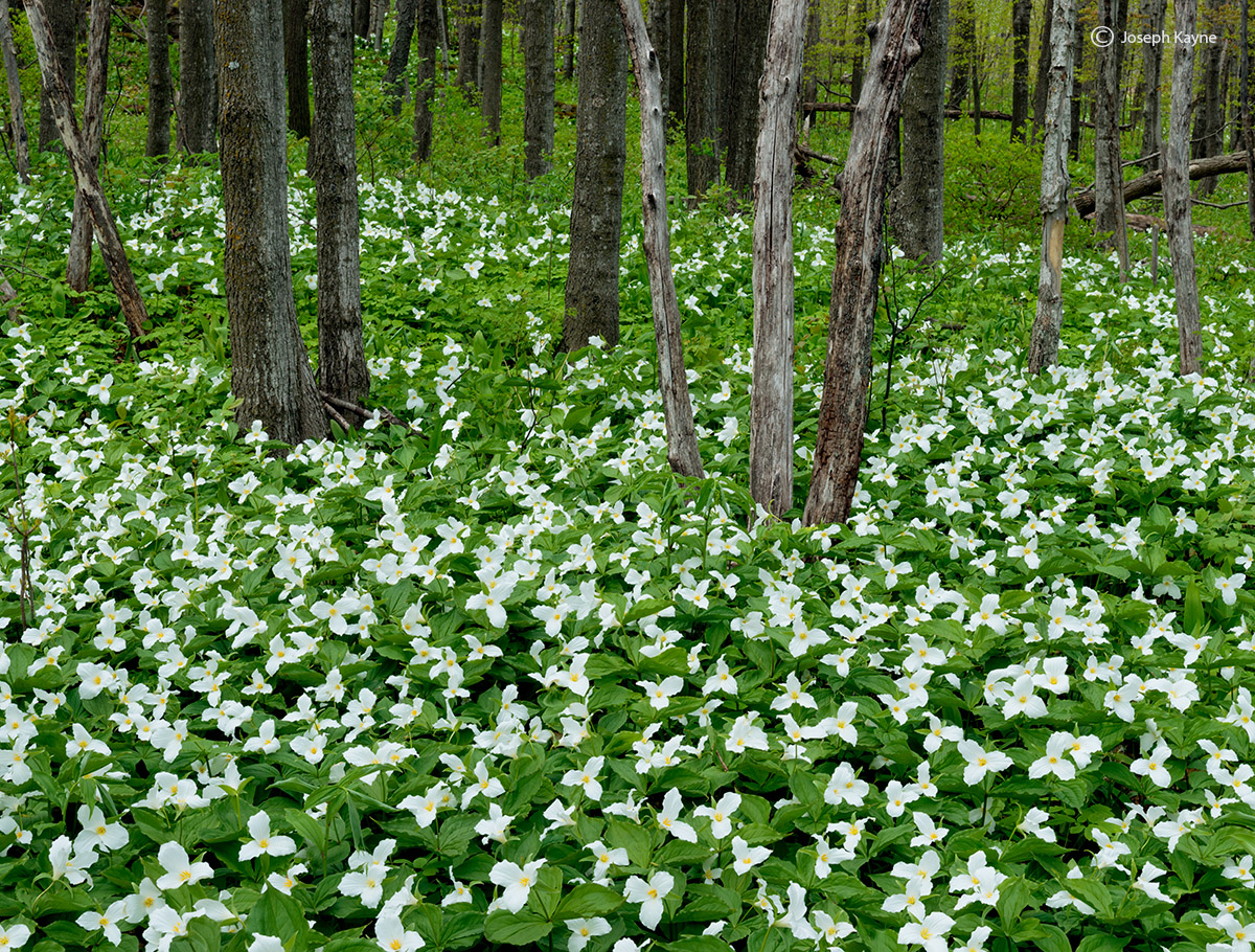 A Carpet Of Trillium