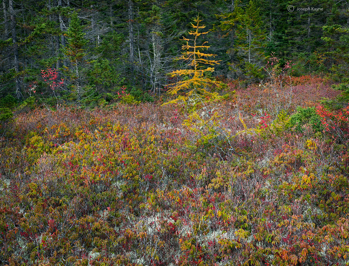 A Rare Bog Displays Autumn Color