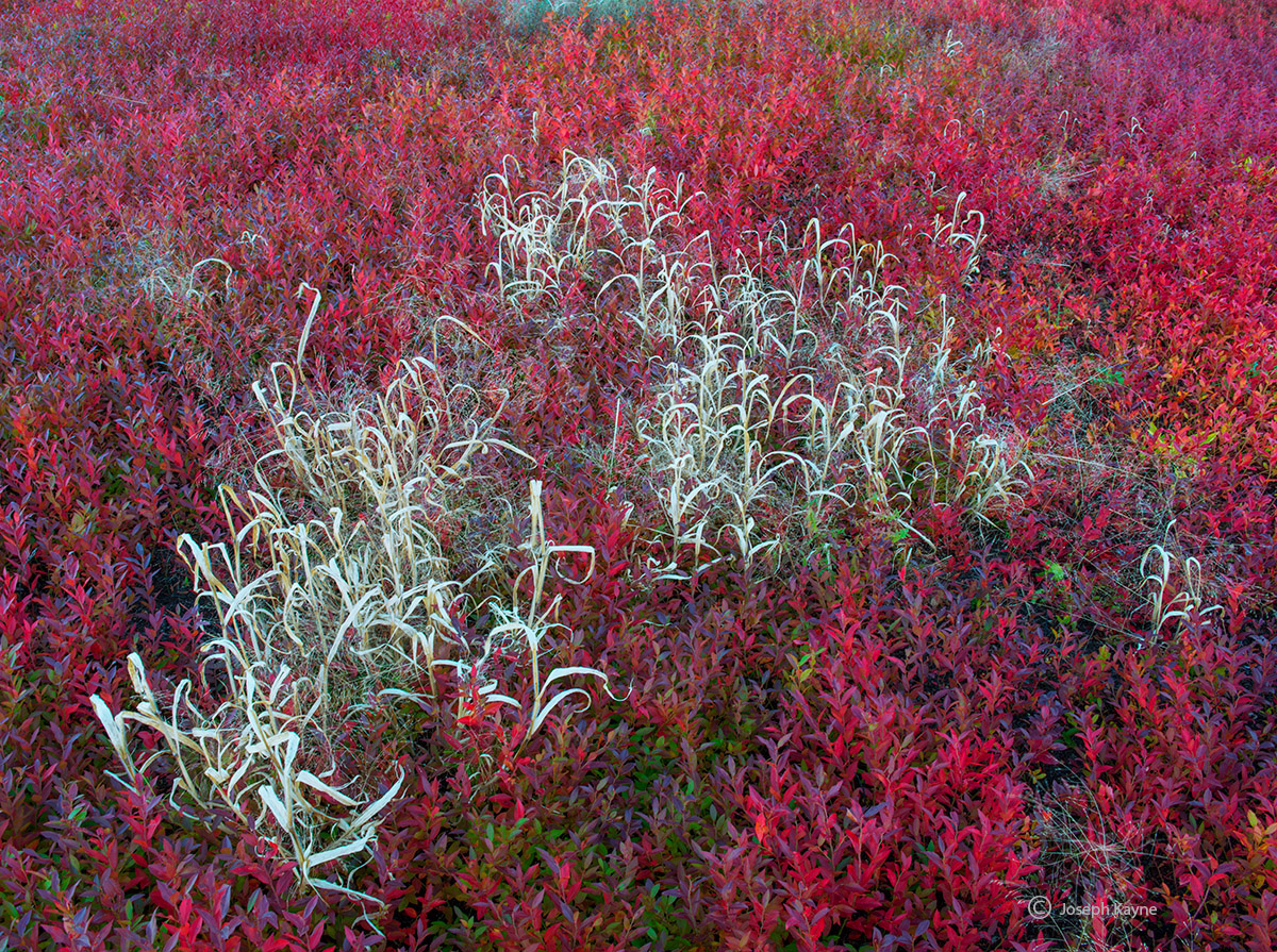 Autumn Wild Blueberries &amp; Grasses