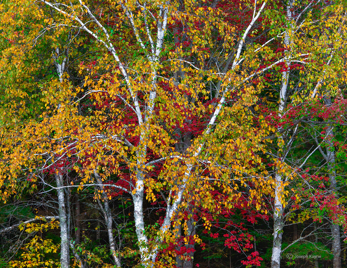 Red Maple And Birch Trees, Acadia National Park &nbsp;