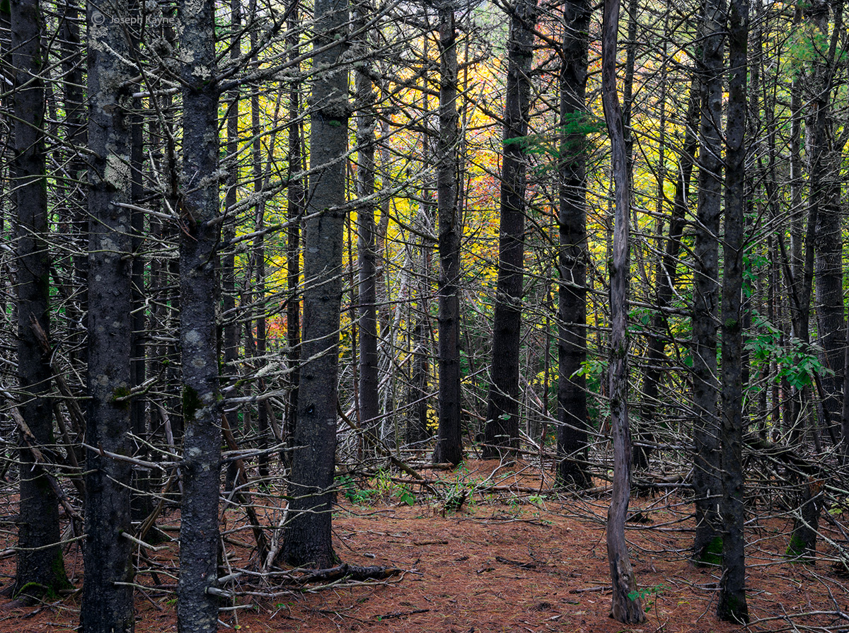 Autumn Forest, Maine &nbsp;