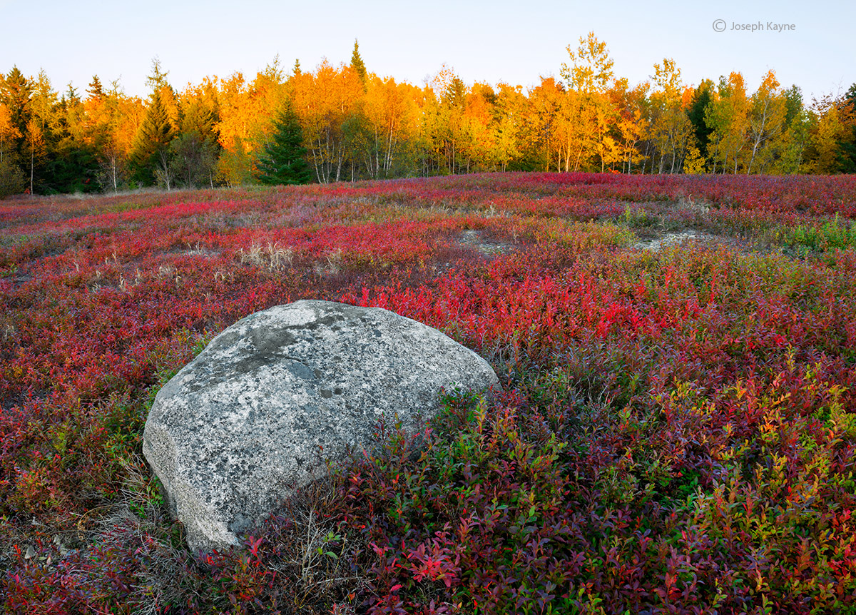 Glacial Erratic Lies Prominently in a Maine Blueberry Field