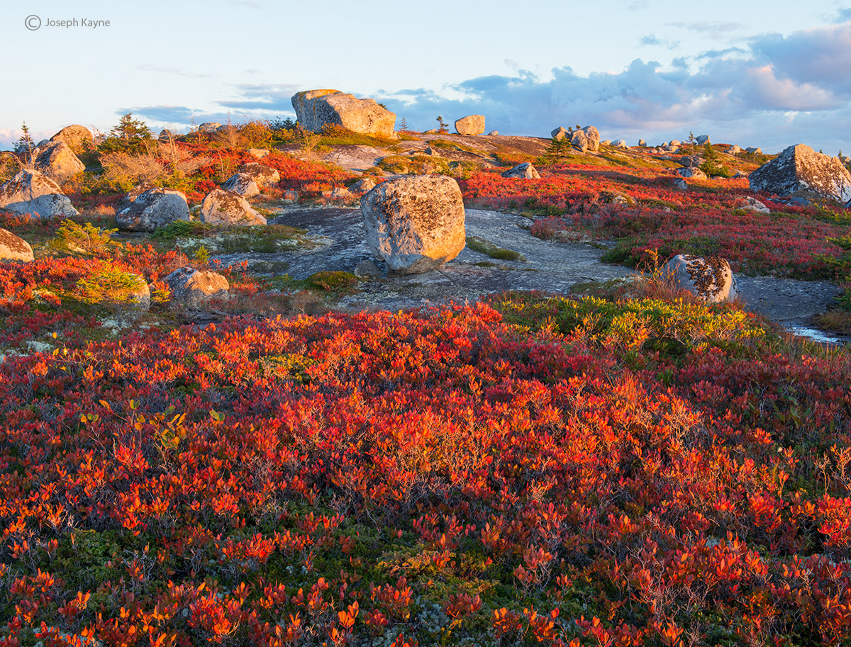 Last Day's Light Graces A Wild Blueberry Field