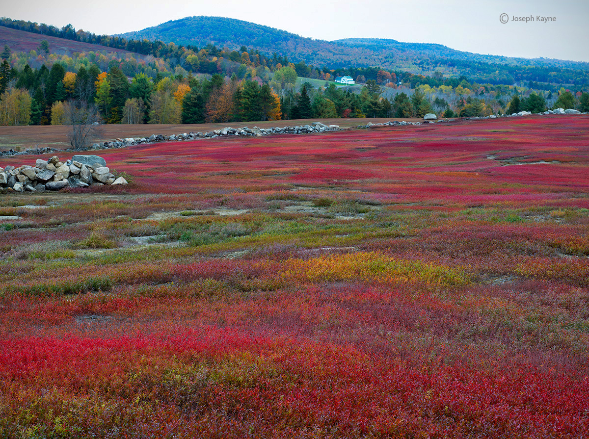 Wild Blueberry Fields