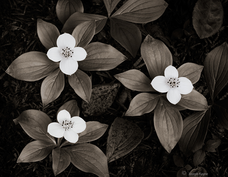 Native Wildflowers, Boreal Forest, Northwoods.