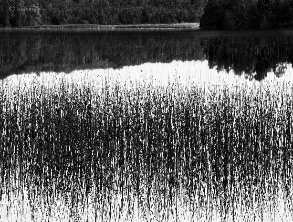 Summer Reeds In A Wisconsin Lake