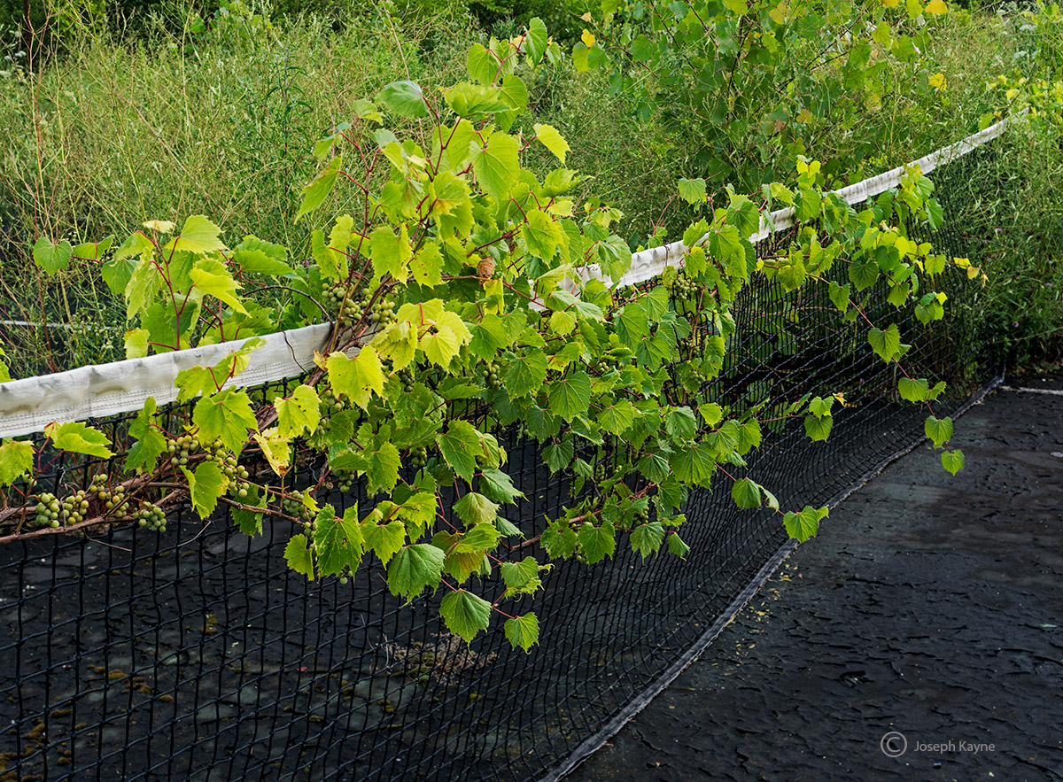 Abandoned Tennis Court