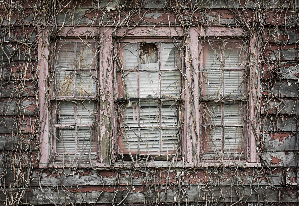 Nature Reclaims An Abandoned House