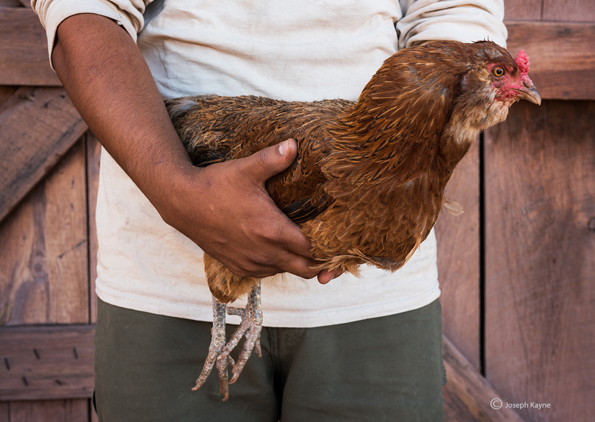 Navajo Matt Martinez Holding a Hen