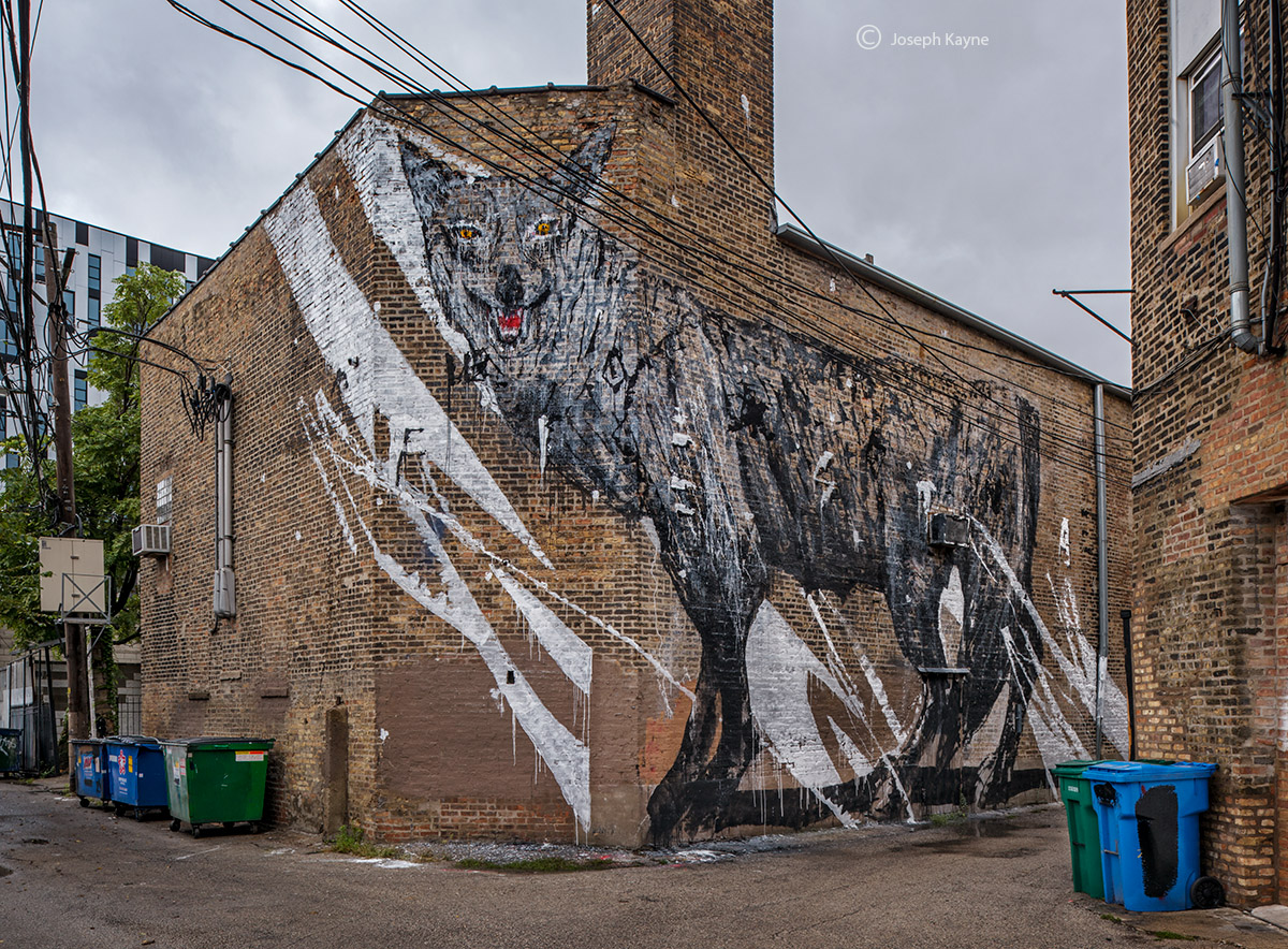 Coyote Mural By Kwoone