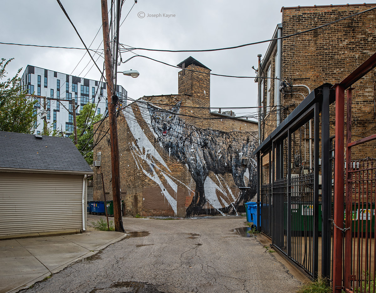 Chicago Alleys,Coyote Mural by Kwoone
