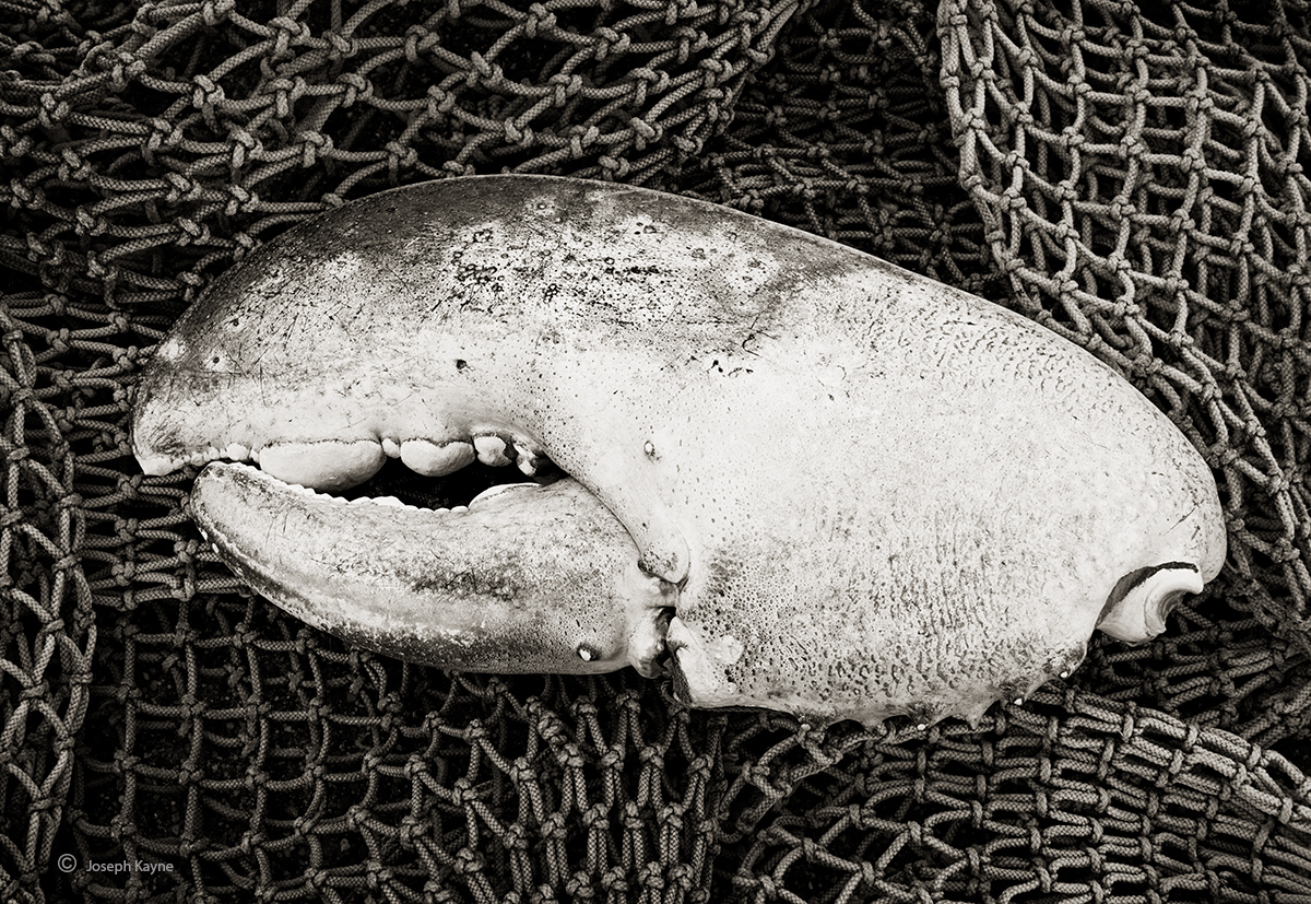 8 Inch Lobster Claw & Nets