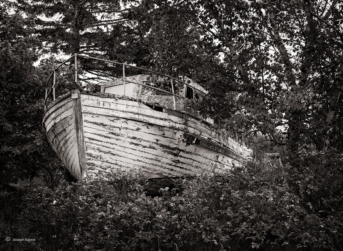 Old Boat In The Forest