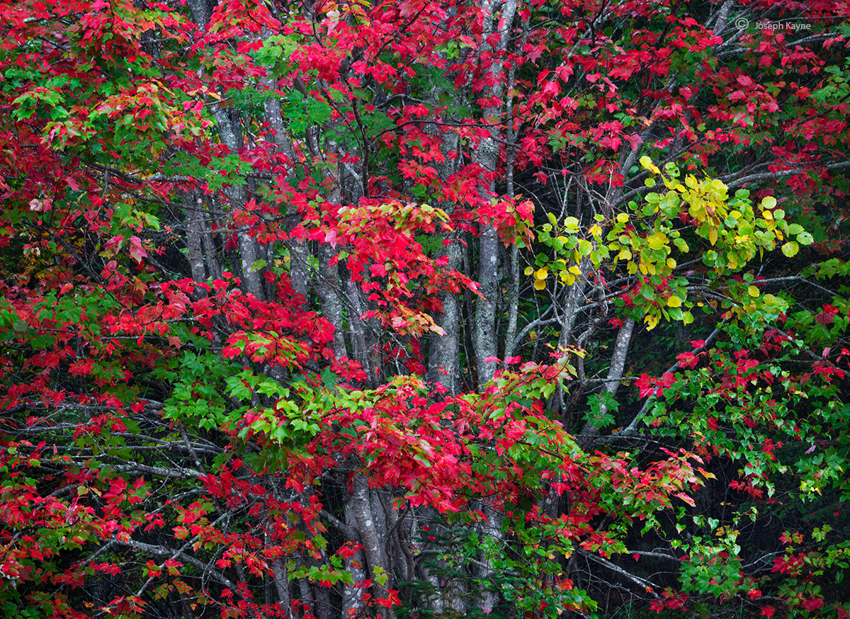 Fall Color in Acadia National Park