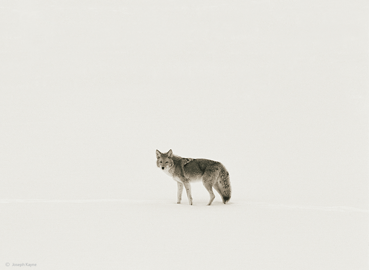 Winter, Yellowstone National Park