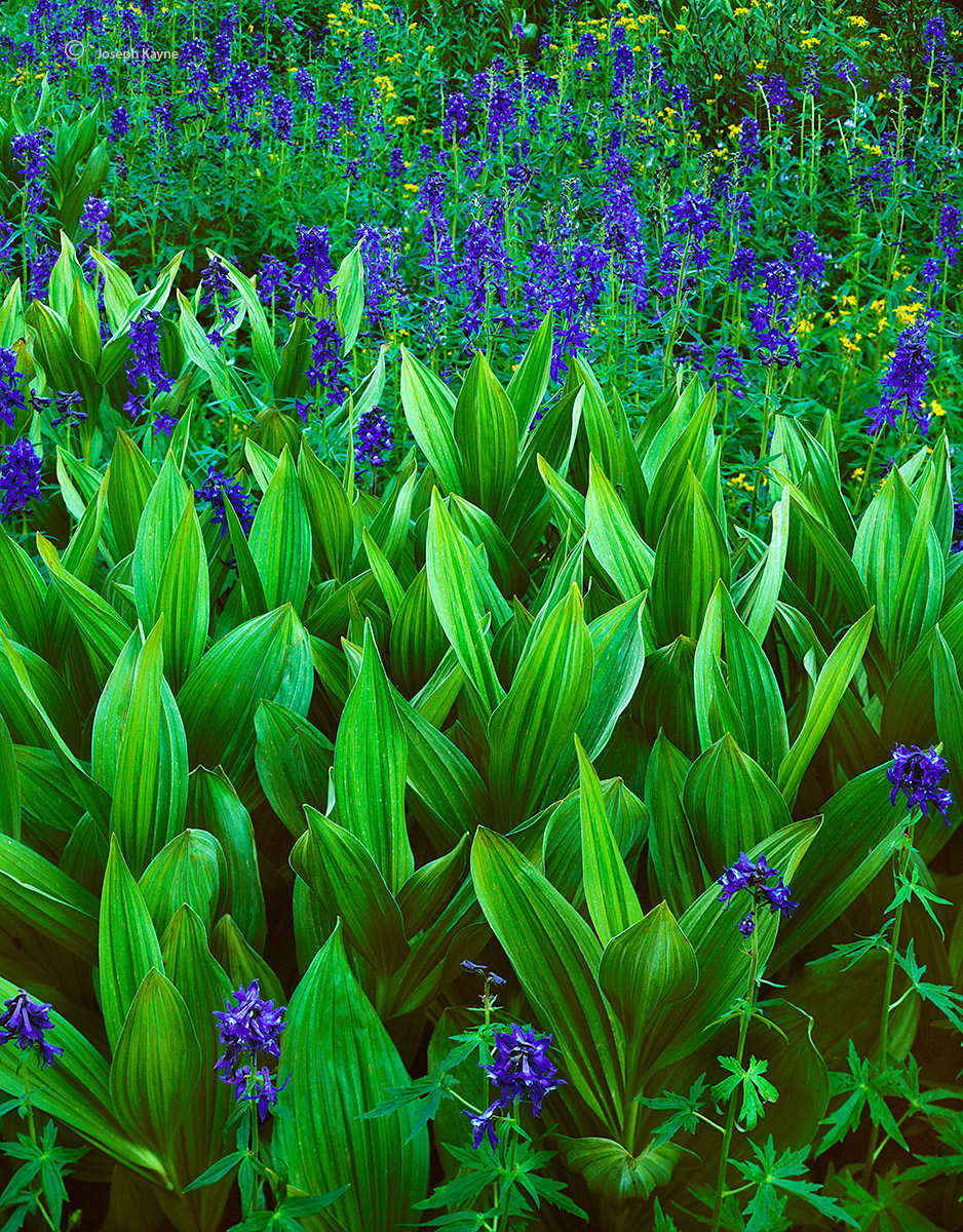 Colorado Wildflowers