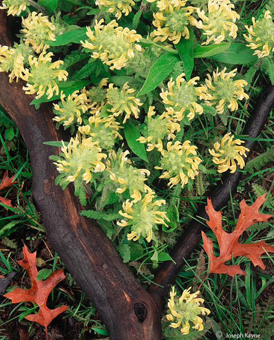 Wood Betony In An Illinois Savanna