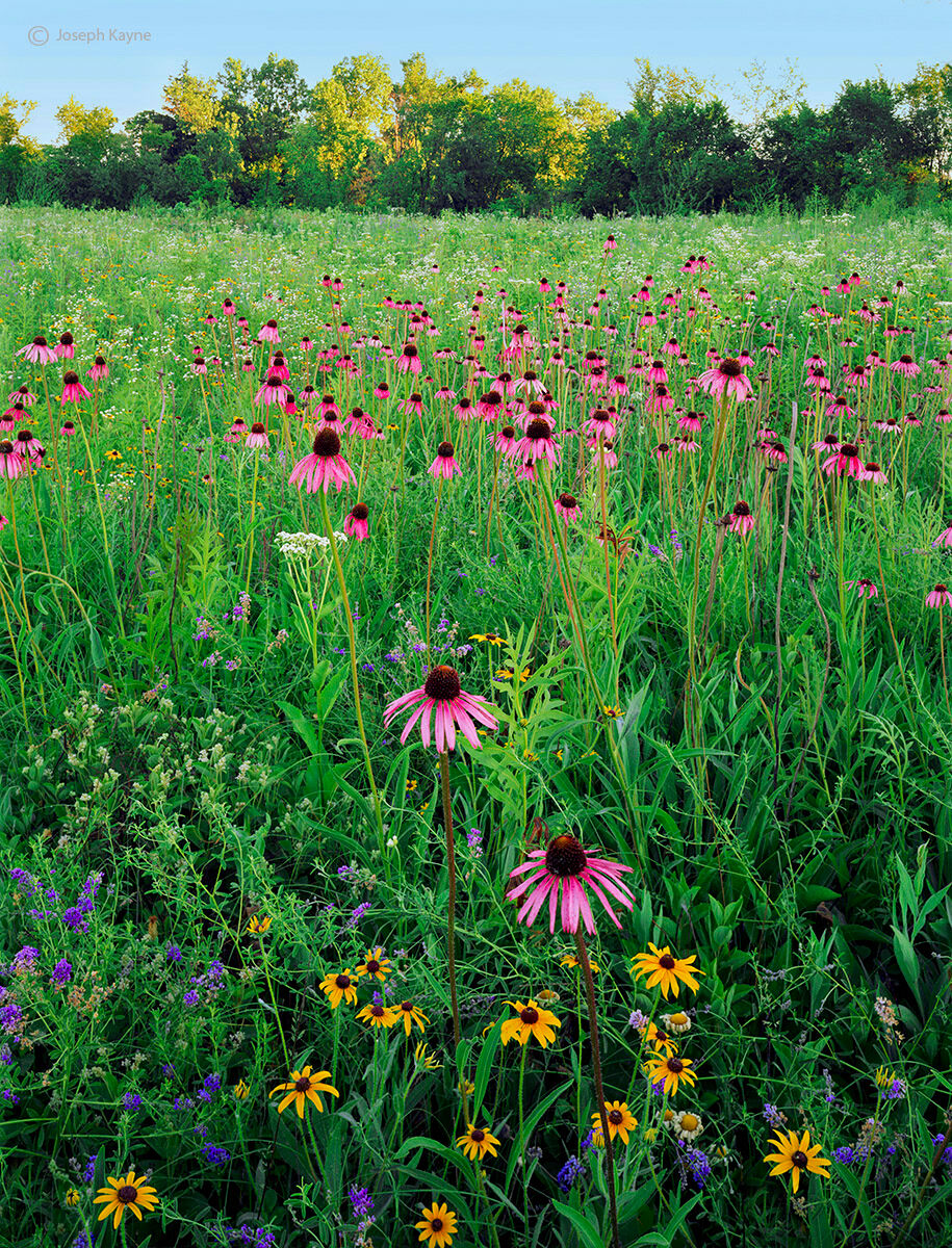 Tallgrass Prairie